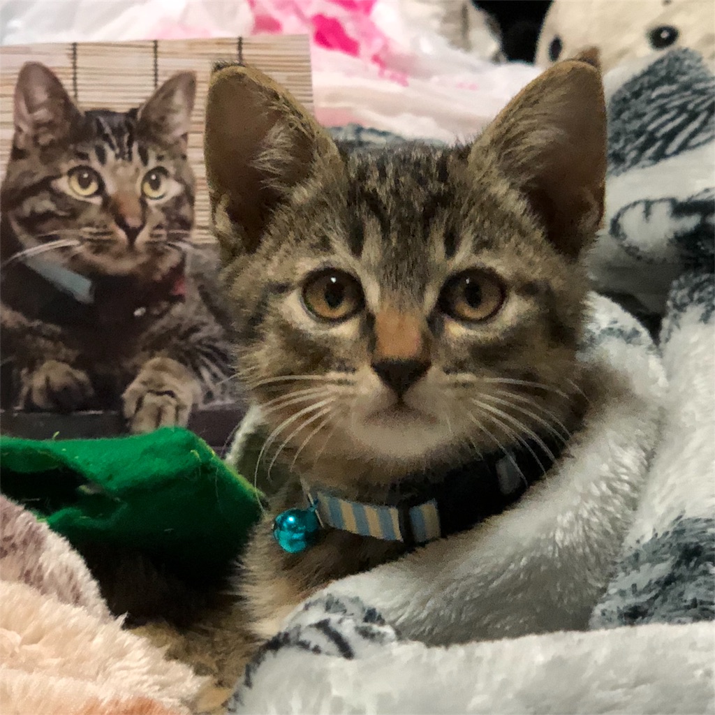 f:id:oginta:20181108123842j:image