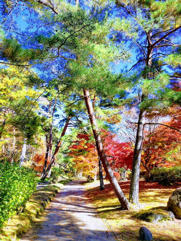 紅葉プラス? 旧中仙道、芦田宿の松並木 - 豊かなセカンドライフを目指して