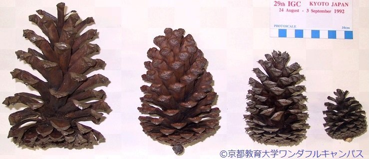 f:id:ogohnohito:20180127225341j:image:w560