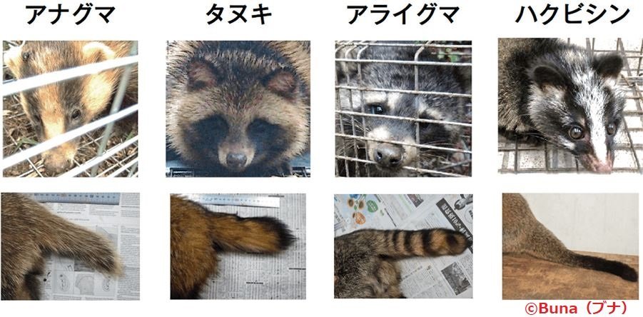田んぼの草刈り アナグマ が横たわっていた まりふのひと
