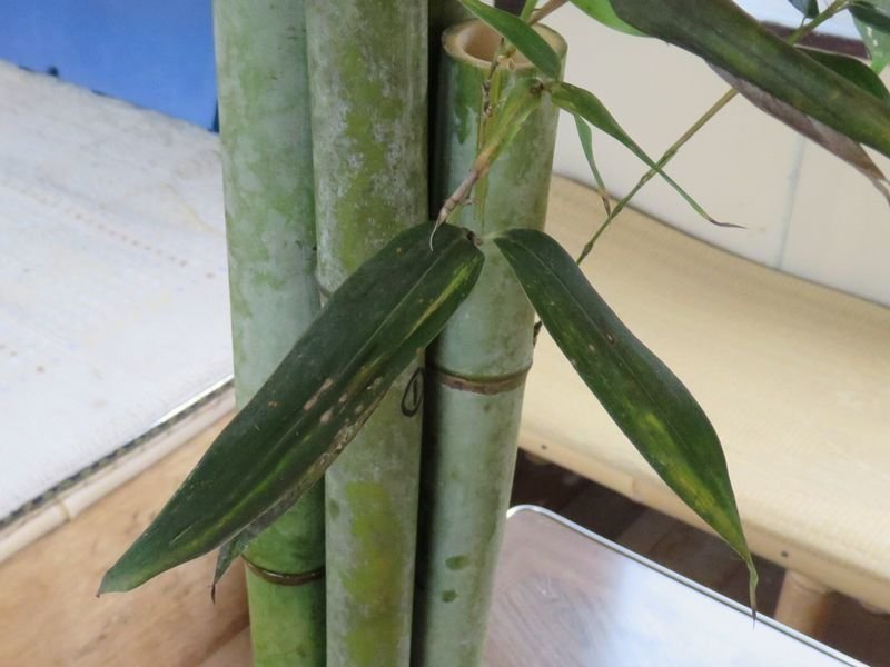 f:id:ogohnohito:20191226110846j:image:w300 f:id:ogohnohito:20191226110846j:image:w300