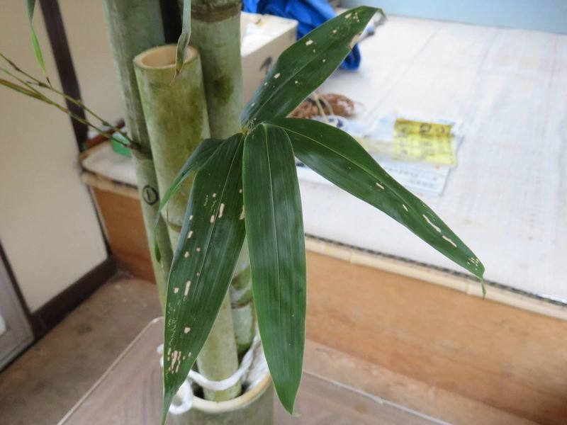 f:id:ogohnohito:20191226110900j:image:w300 f:id:ogohnohito:20191226110900j:image:w300