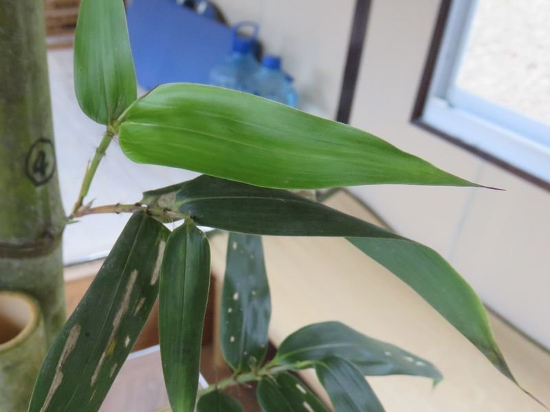 f:id:ogohnohito:20191226110923j:image:w300 f:id:ogohnohito:20191226110923j:image:w300