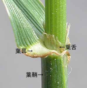 f:id:ogohnohito:20210809185328p:image:right:w160