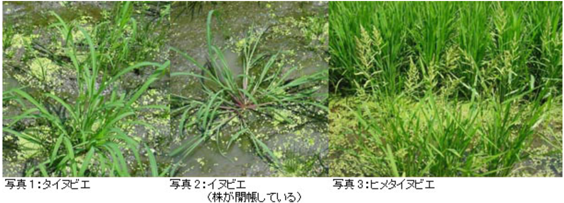 f:id:ogohnohito:20210809192609p:plain:w512