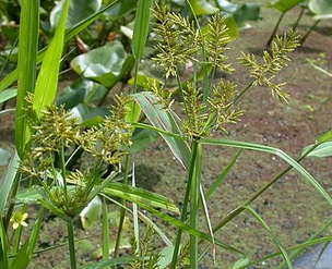 f:id:ogohnohito:20210919031011p:plain:right:w200