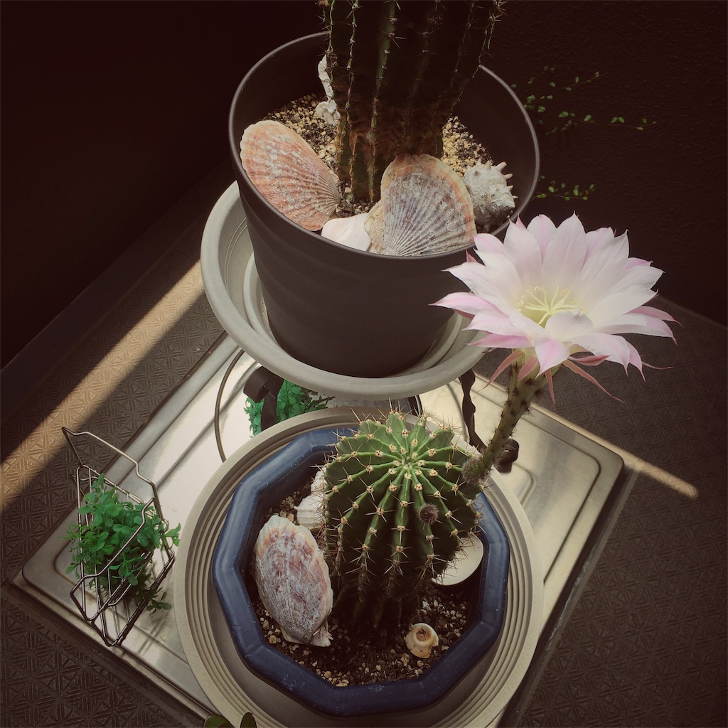 f:id:oguni-miho:20190623052547j:image