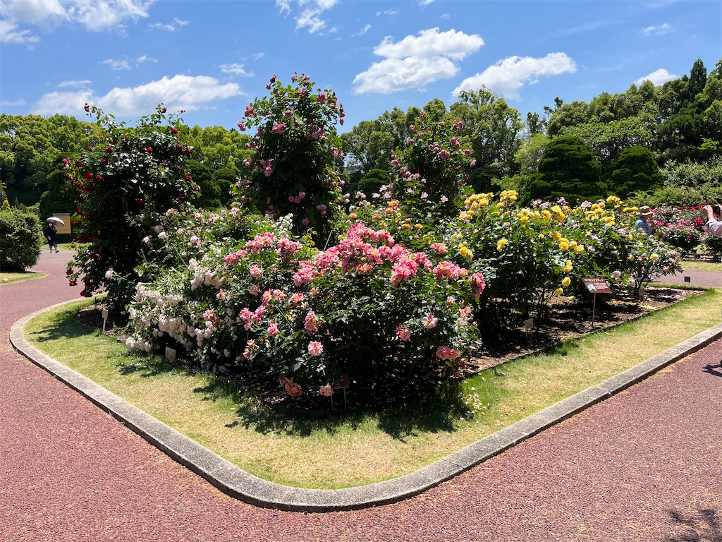 f:id:ogurafuzuki:20220529145912j:image f:id:ogurafuzuki:20220529145912j:image