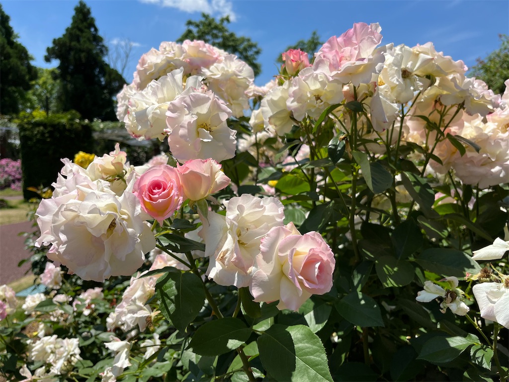 f:id:ogurafuzuki:20220529145919j:image f:id:ogurafuzuki:20220529145919j:image