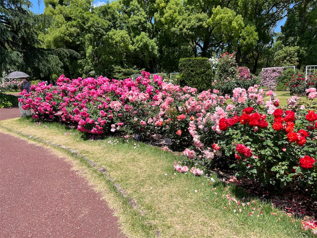 f:id:ogurafuzuki:20220529145925j:image f:id:ogurafuzuki:20220529145925j:image