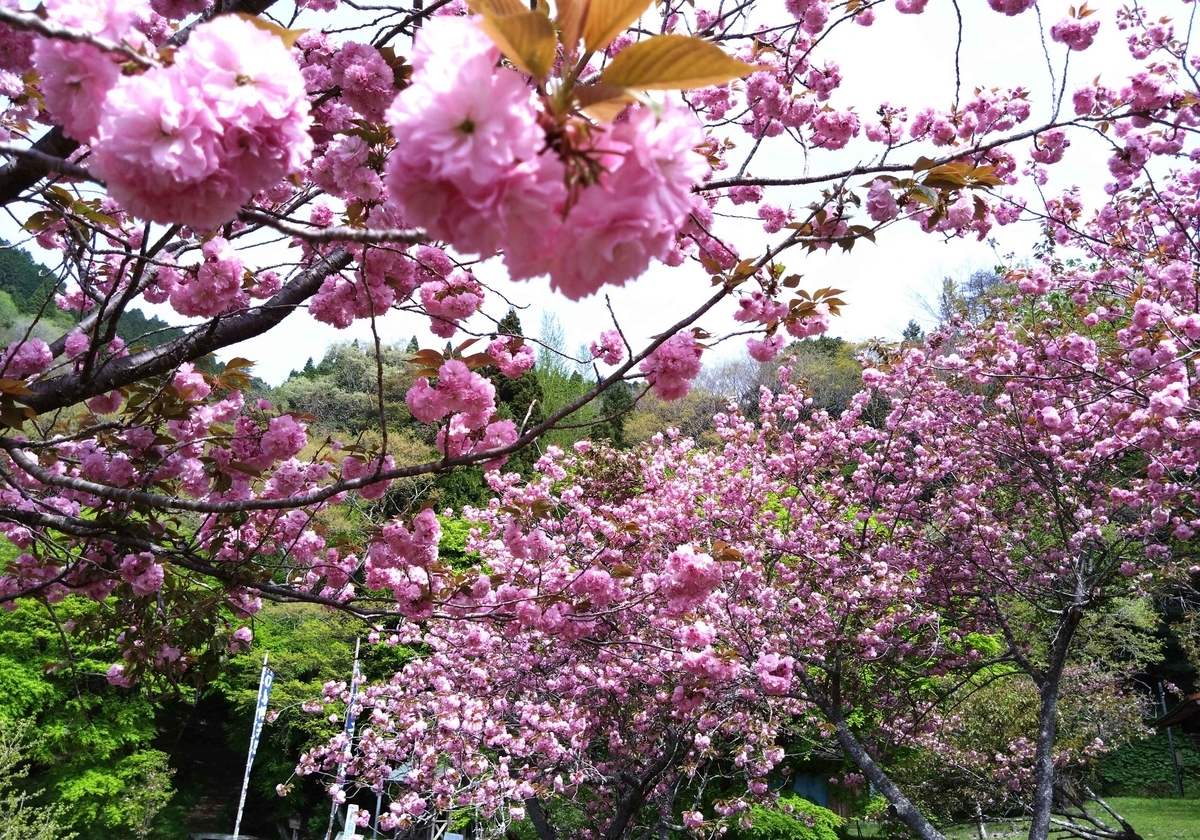 八重桜 vs. 牡丹桜：違いと特徴 - oguratmanの日記