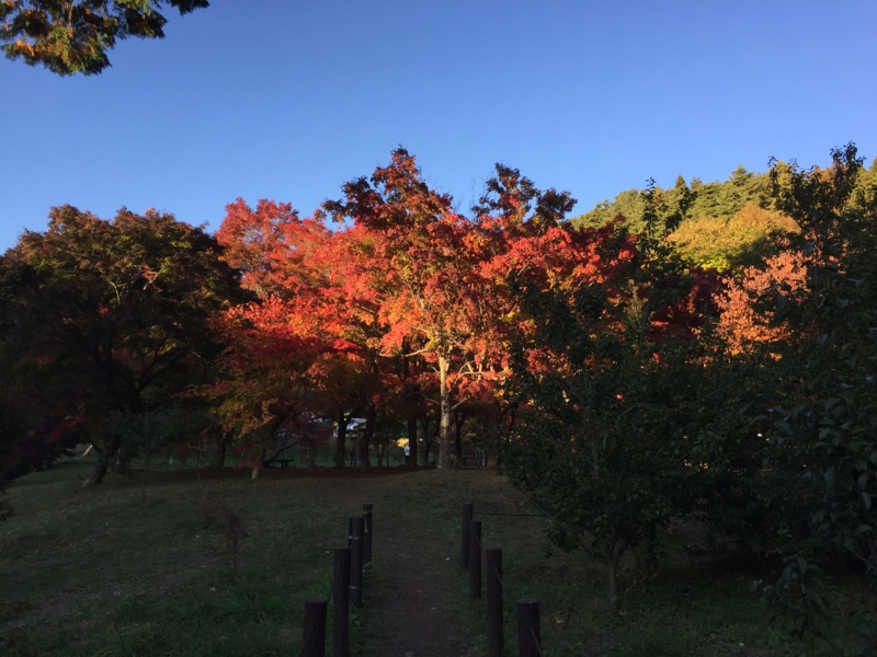 f:id:ogwd:20161103215512j:plain