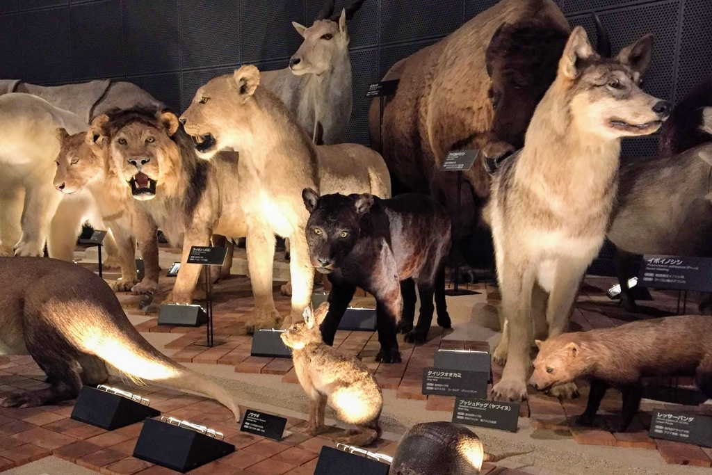 f:id:oh_ocean:20190310180648j:plain