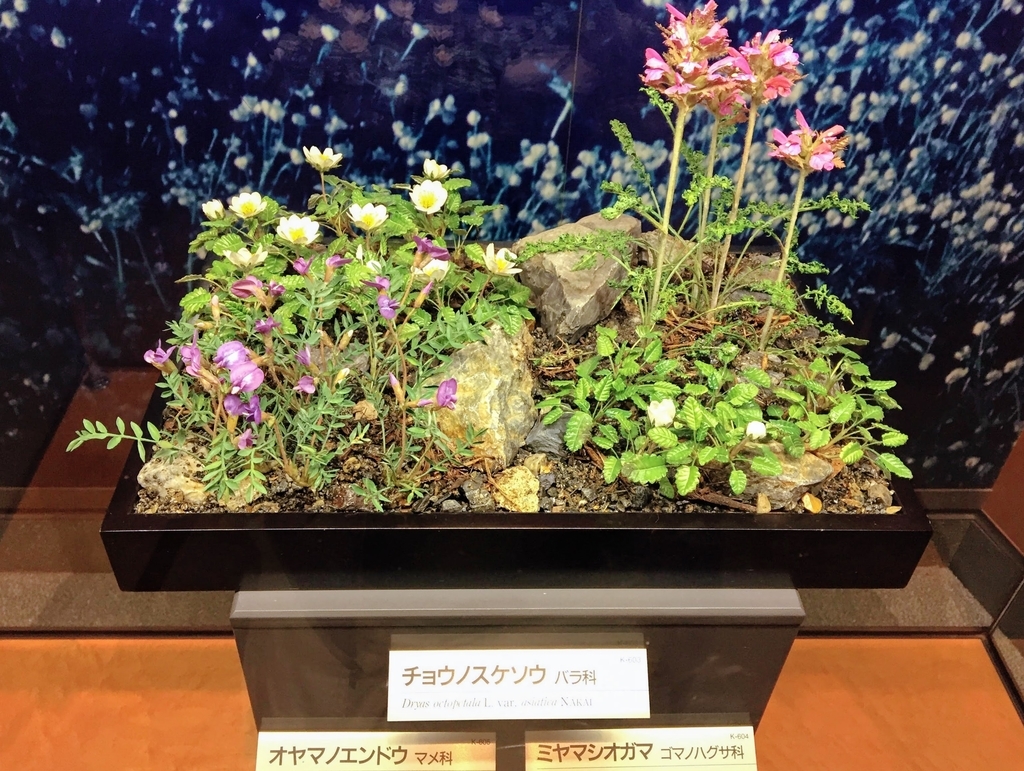 f:id:oh_ocean:20190310180826j:plain