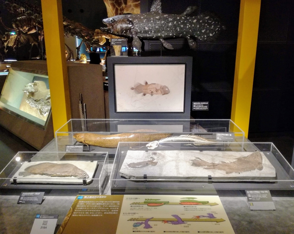 f:id:oh_ocean:20190310181205j:plain