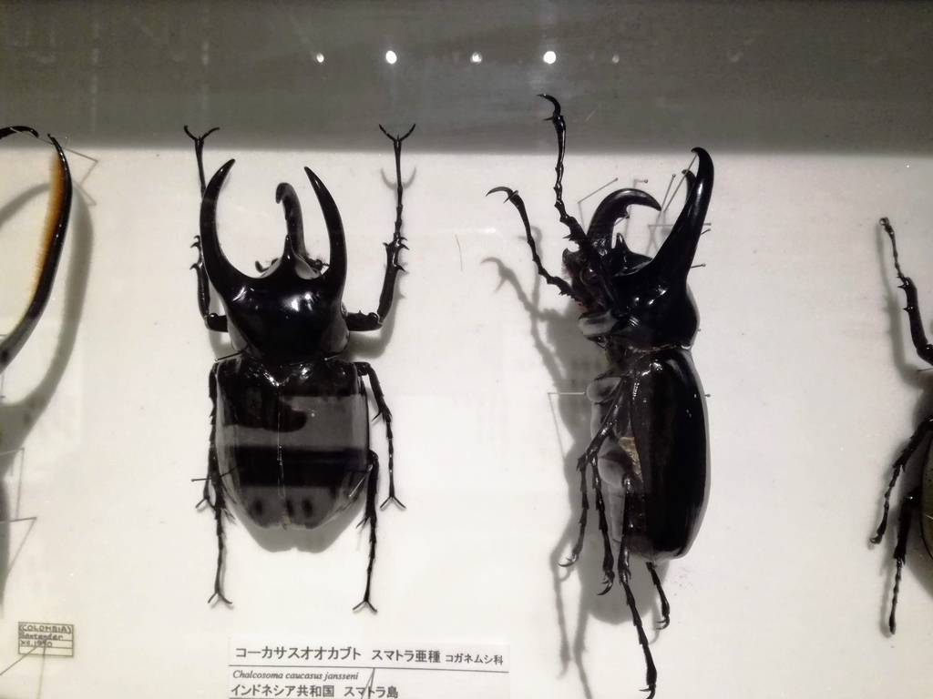 f:id:oh_ocean:20190310181522j:plain