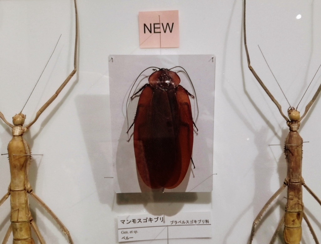 f:id:oh_ocean:20190310182026j:plain