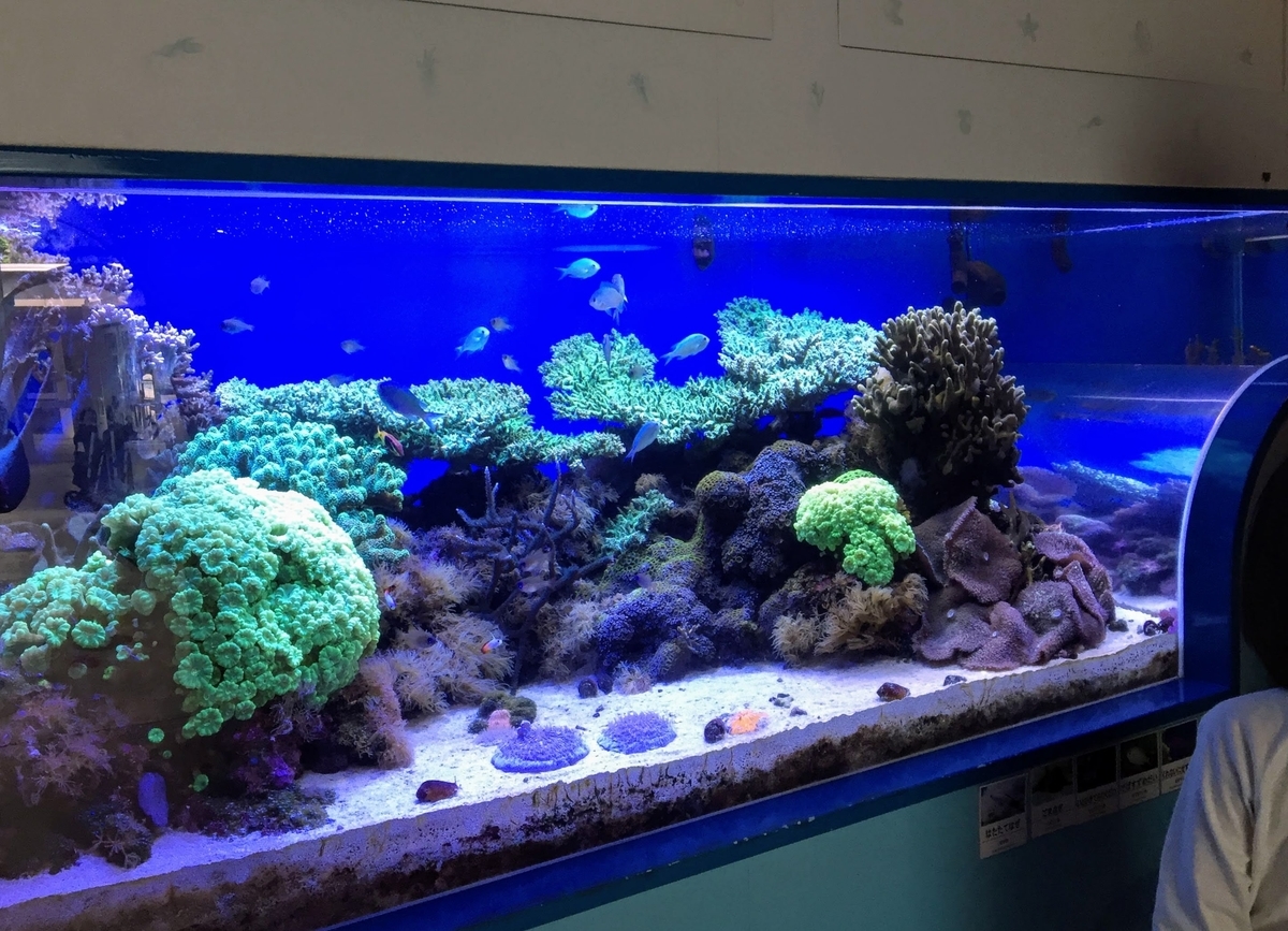 東海大学海洋科学博物館の見どころ