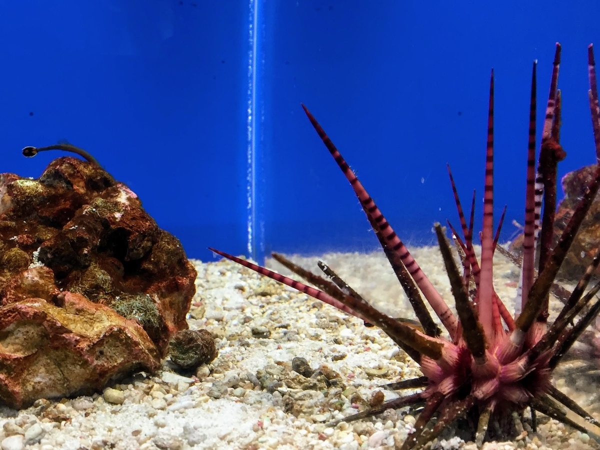 東海大学海洋科学博物館の見どころ