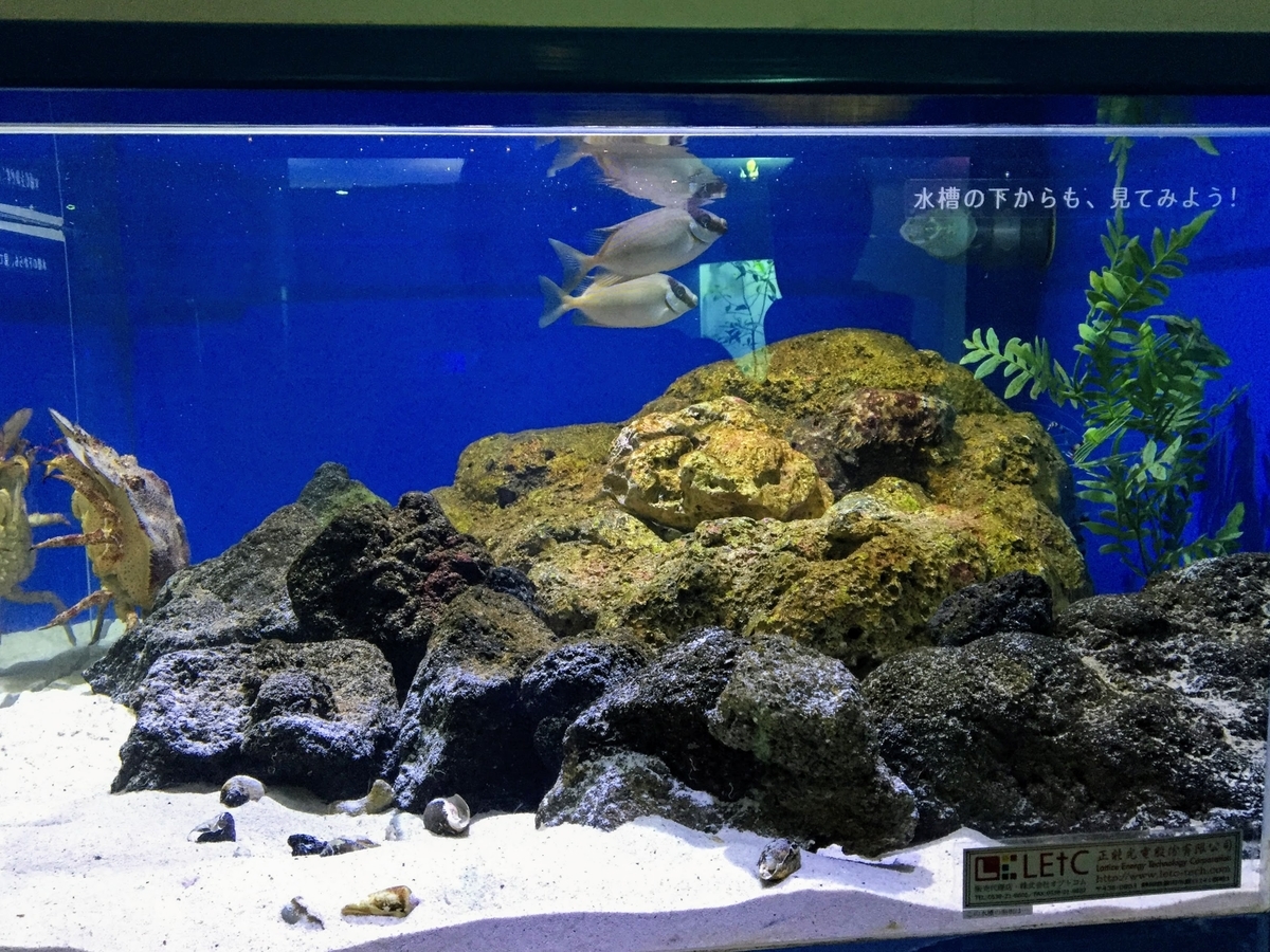 東海大学海洋科学博物館の見どころ