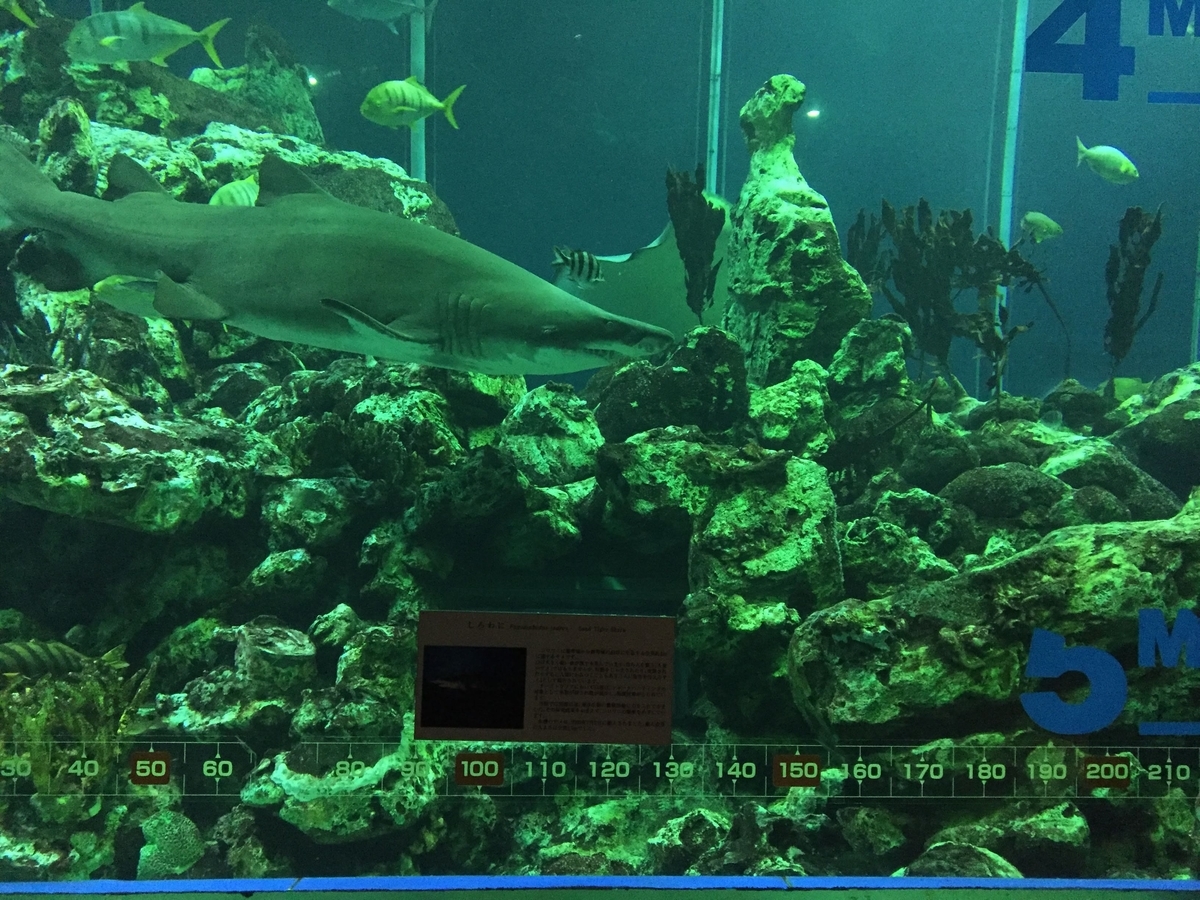 東海大学海洋科学博物館の見どころ