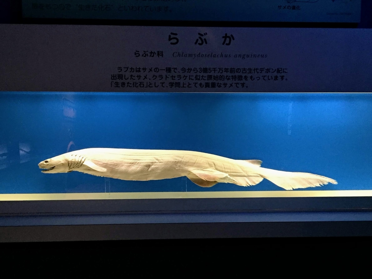 東海大学海洋科学博物館の見どころ