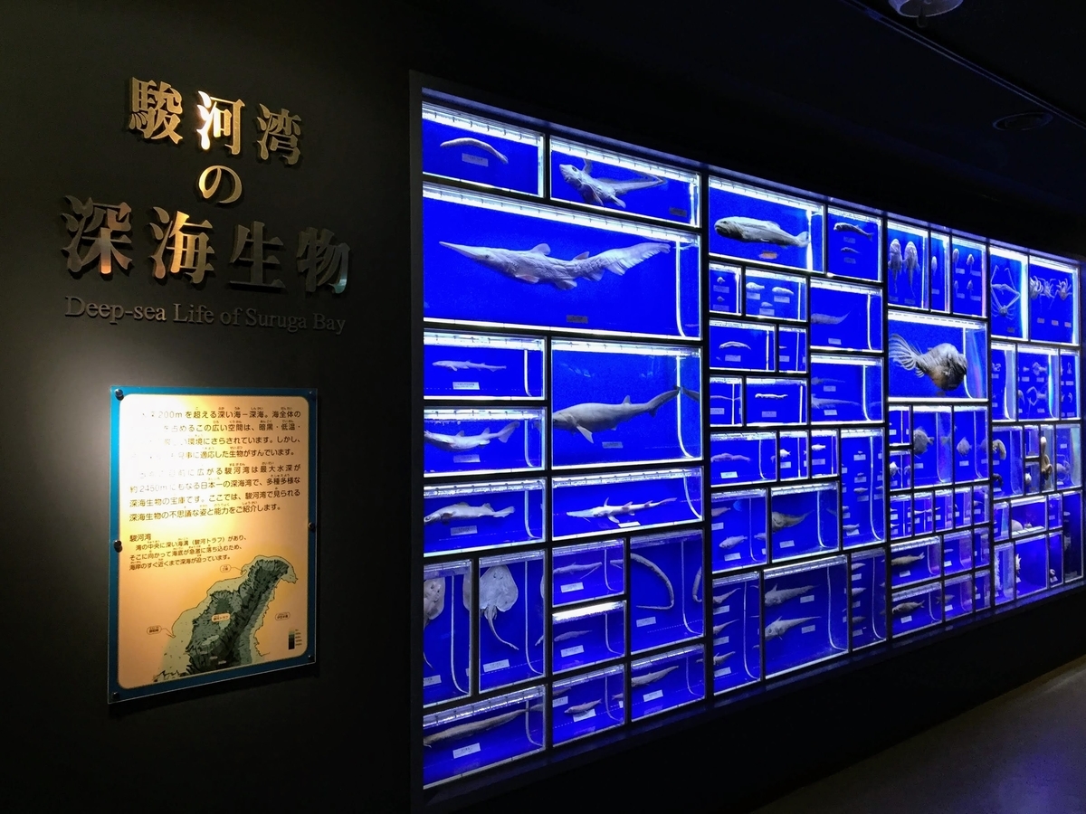 東海大学海洋科学博物館の見どころ