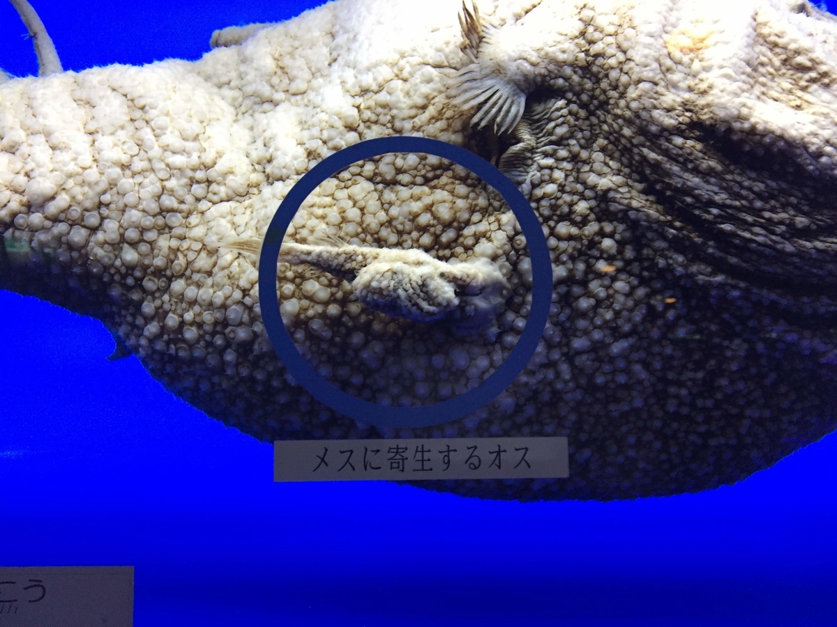 東海大学海洋科学博物館の見どころ