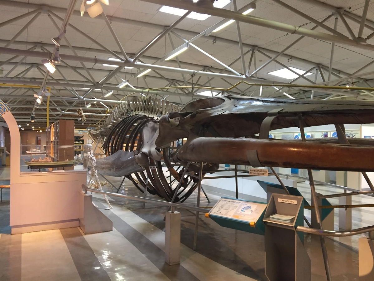 東海大学海洋科学博物館の見どころ