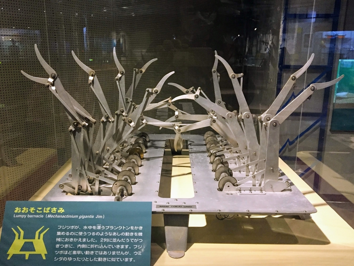 東海大学海洋科学博物館の見どころ