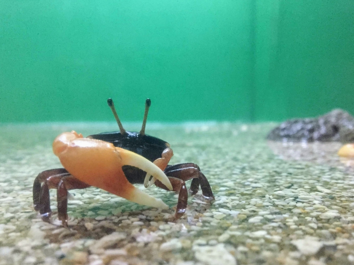 東海大学海洋科学博物館の見どころ