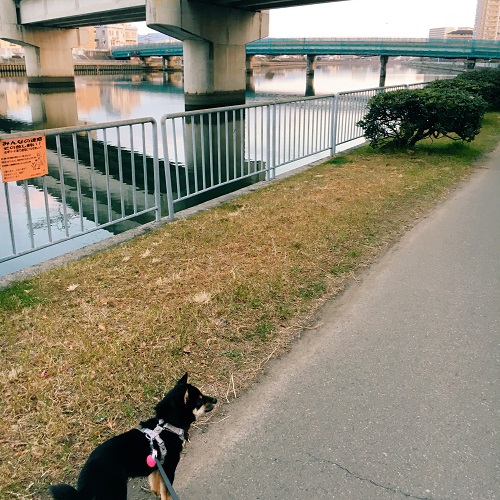 f:id:ohagimame:20180223113111j:plain