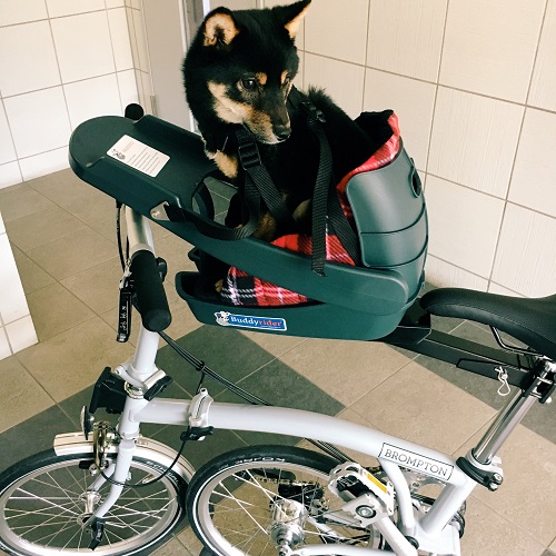 Buddyriderに乗るハムオ - 大阪のハムオ