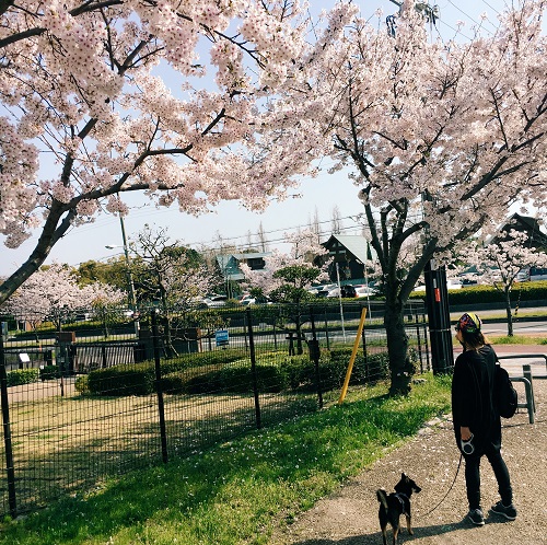 f:id:ohagimame:20180402101748j:plain f:id:ohagimame:20180402101748j:plain