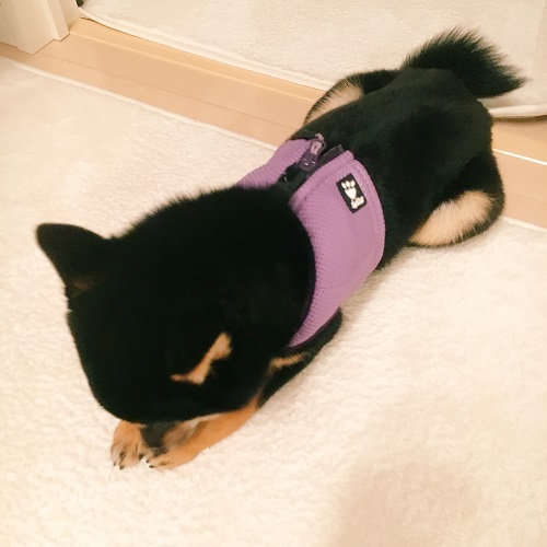 f:id:ohagimame:20180403101711j:plain f:id:ohagimame:20180403101711j:plain