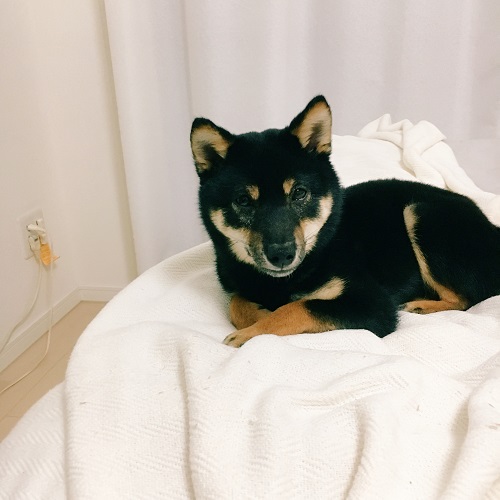 f:id:ohagimame:20180410103851j:plain