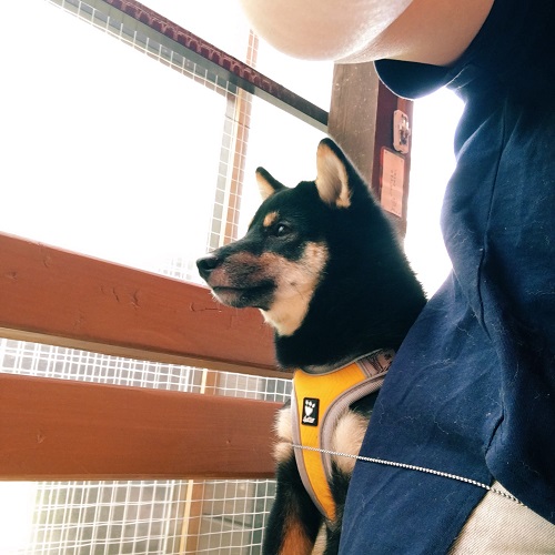 f:id:ohagimame:20180604102056j:plain