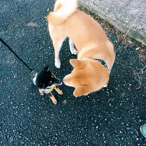 f:id:ohagimame:20180612102636j:plain f:id:ohagimame:20180612102636j:plain