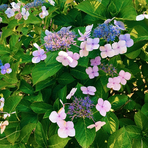 f:id:ohagimame:20180622130350j:plain