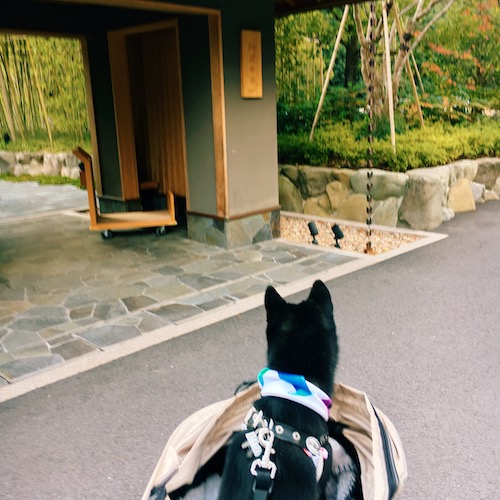 f:id:ohagimame:20181030074610j:plain