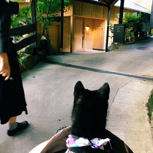 f:id:ohagimame:20181030074707j:plain