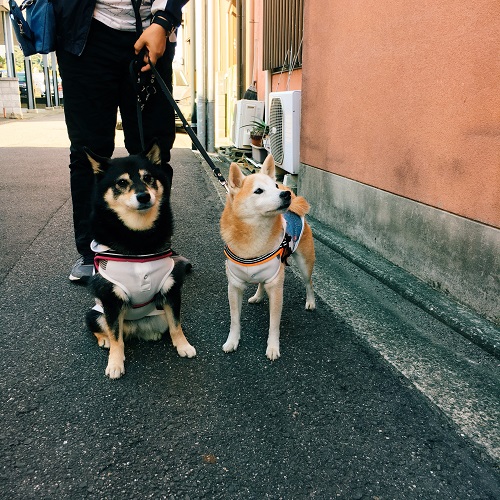 f:id:ohagimame:20181101103443j:plain