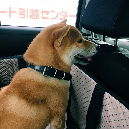 f:id:ohagimame:20181105102113j:plain