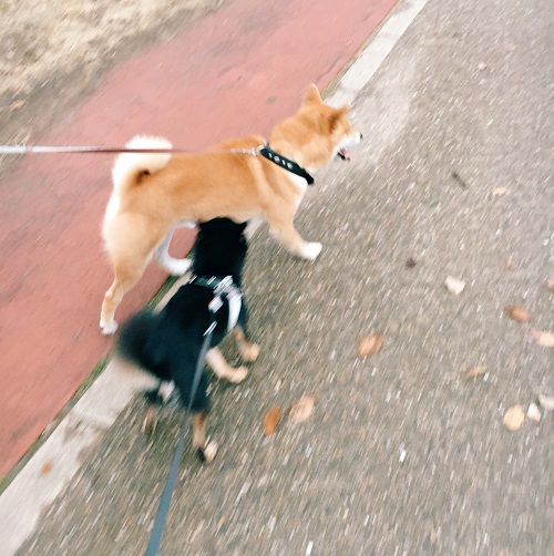 f:id:ohagimame:20181205103817j:plain