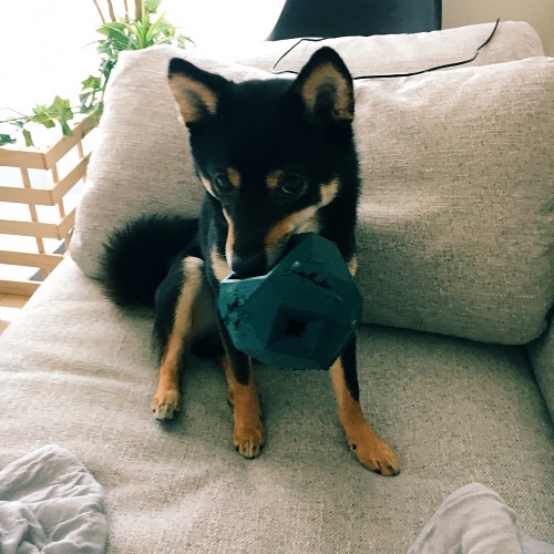 f:id:ohagimame:20190508102606j:plain