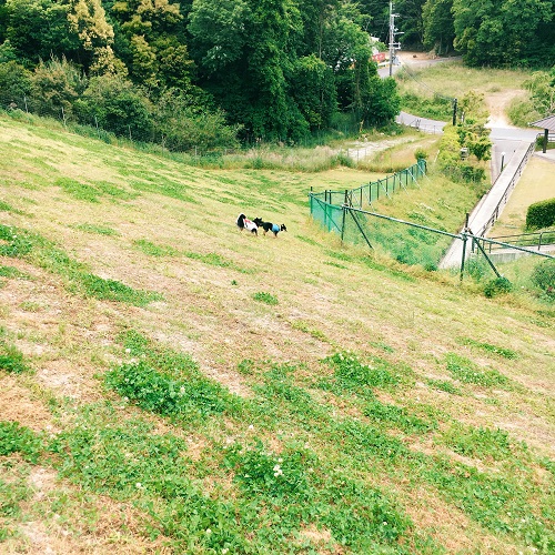 f:id:ohagimame:20190520101138j:plain