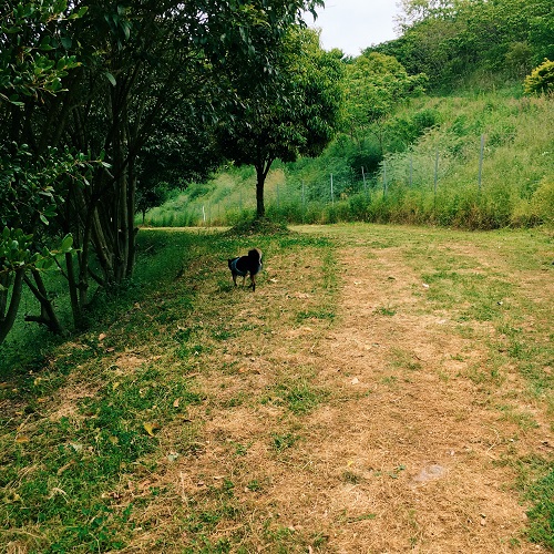 f:id:ohagimame:20190520101144j:plain
