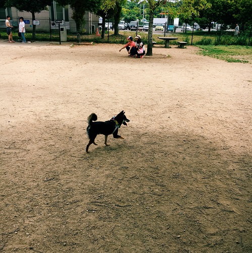 f:id:ohagimame:20190520101147j:plain