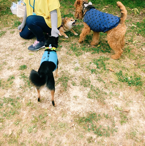 f:id:ohagimame:20190520101231j:plain