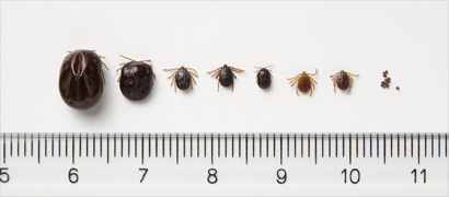 マダニ 大阪のハムオ マダニ 大阪のハムオ